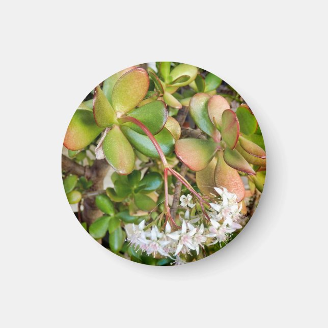 Crassula ovata magnet (Framsidan)