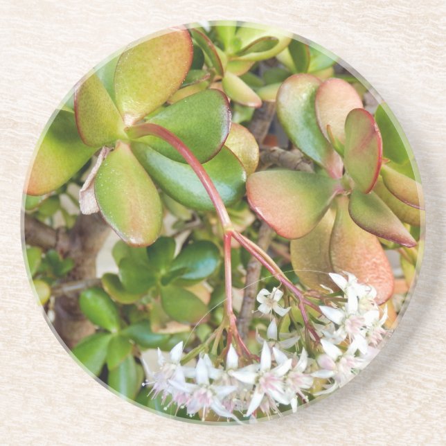 Crassula ovata underlägg (Framsidan)