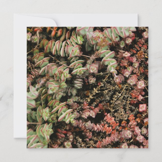 Crassula perforata (Framsida)
