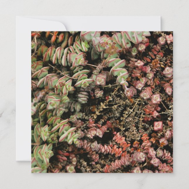 Crassula perforata (Framsida)