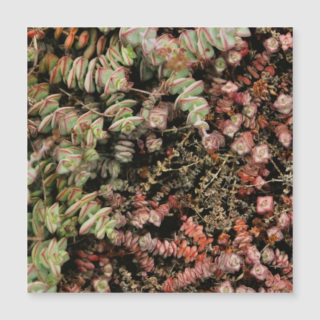 Crassula perforata (Framsida)