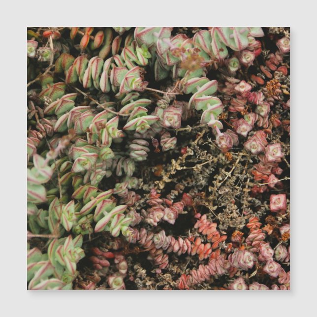 Crassula perforata (Framsida)