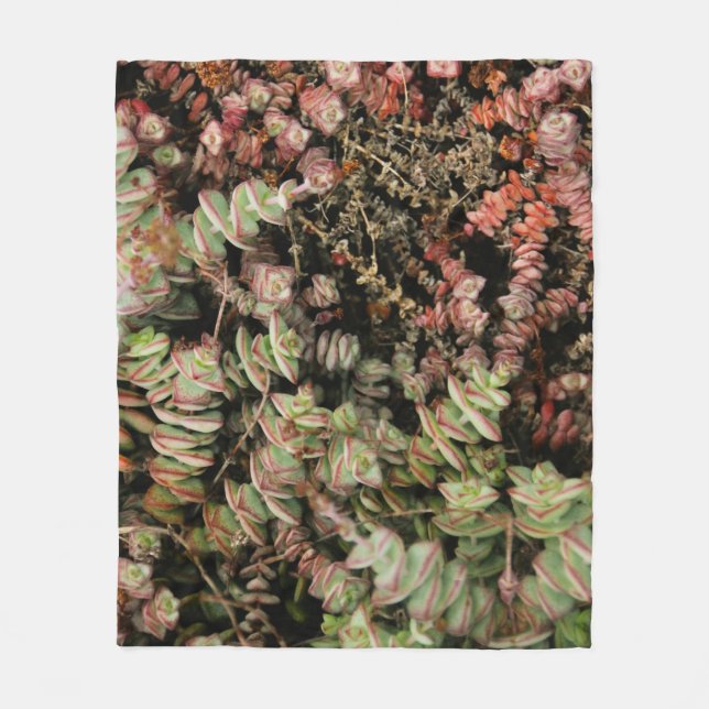 Crassula perforata fleecefilt (Framsidan)
