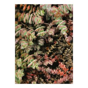 Crassula perforata fototryck