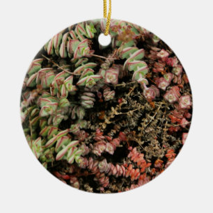 Crassula perforata julgransprydnad keramik