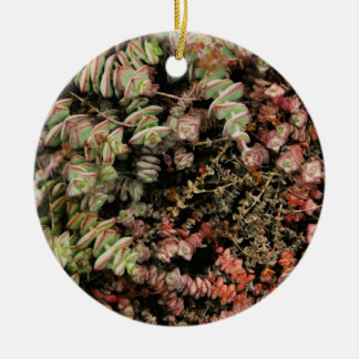 Crassula perforata julgransprydnad keramik