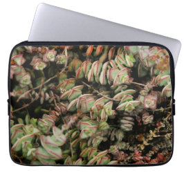 Crassula perforata laptop fodral
