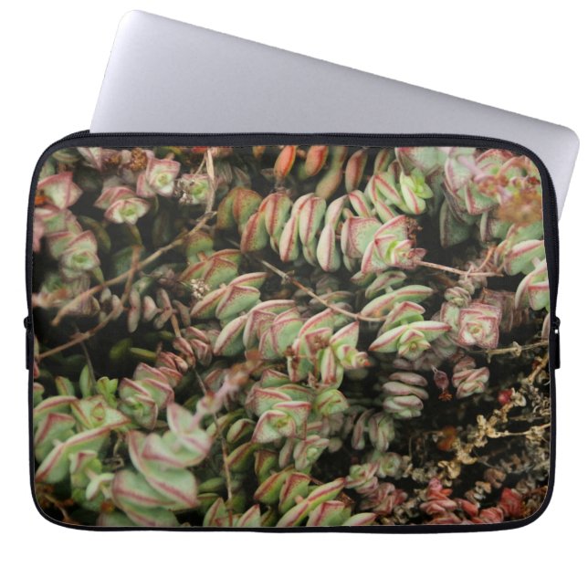 Crassula perforata laptop fodral (Framsidan)