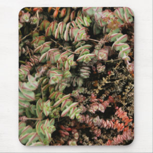 Crassula perforata musmatta