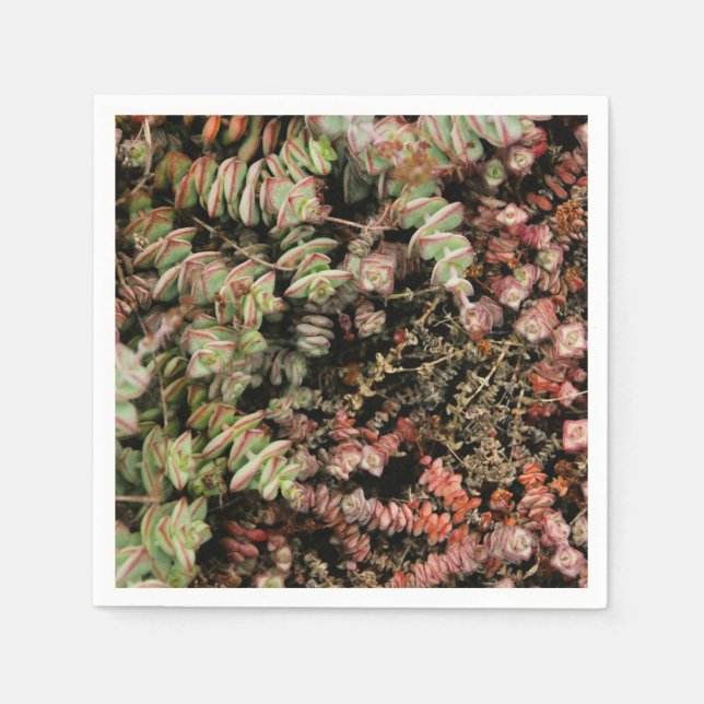 Crassula perforata pappersservett (Framsidan)