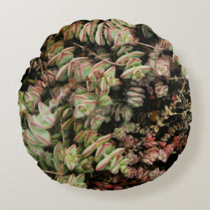 Crassula perforata rund kudde