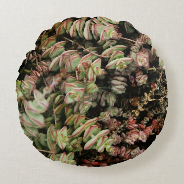Crassula perforata rund kudde (Framsidan)