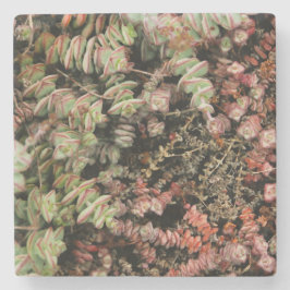 Crassula perforata stenunderlägg