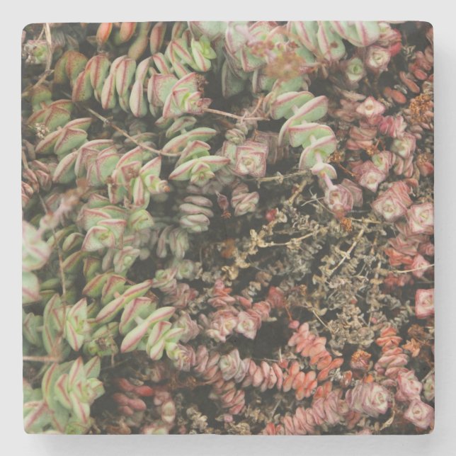 Crassula perforata stenunderlägg (Framsidan)