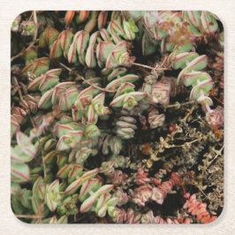 Crassula perforata underlägg papper kvadrat