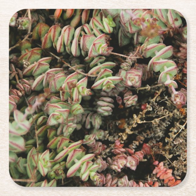 Crassula perforata underlägg papper kvadrat (Framsidan)