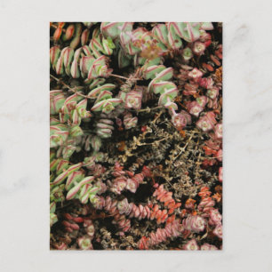 Crassula perforata vykort