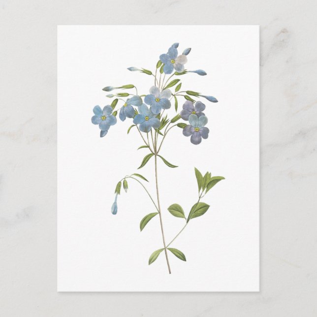 Crawlningslox (Phlox reptans) av Redouté Vykort (Framsida)