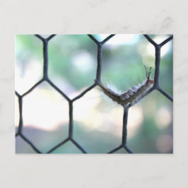 Crazy Caterpelare Vykort