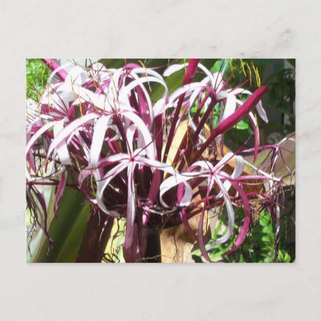Crazy Flower vycard Vykort (Framsida)