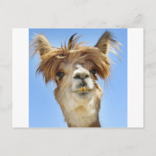 Crazy Hair Alpaca Vykort