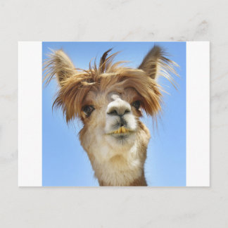 Crazy Hair Alpaca Vykort
