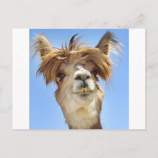 Crazy Hair Alpaca Vykort (Framsida)
