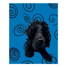 Crazy Hund