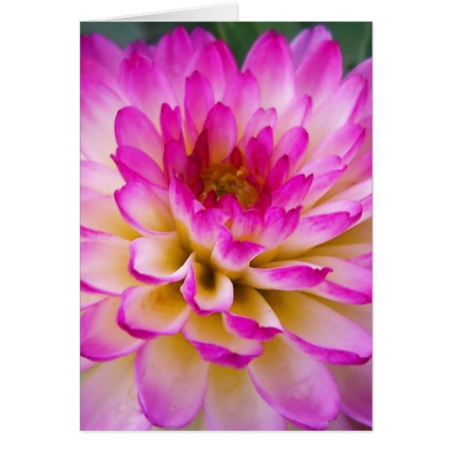 Crazy Kärlek Dahlia Hälsningskort (Framsidan)