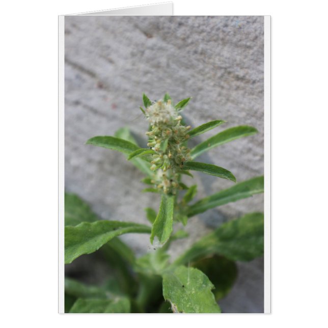 Crazy Ogräs Plant Hälsningskort (Framsidan)