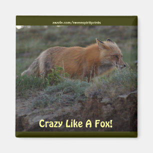 Crazy som en Fox Animal Wildlife Roligt Magnet