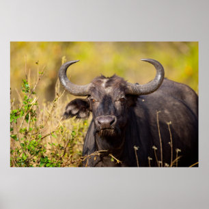 Crazy Vatten Buffalo Poster