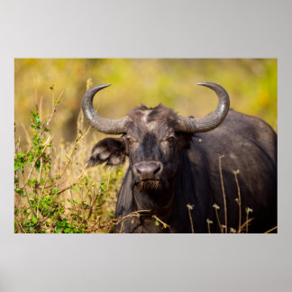 Crazy Vatten Buffalo Poster