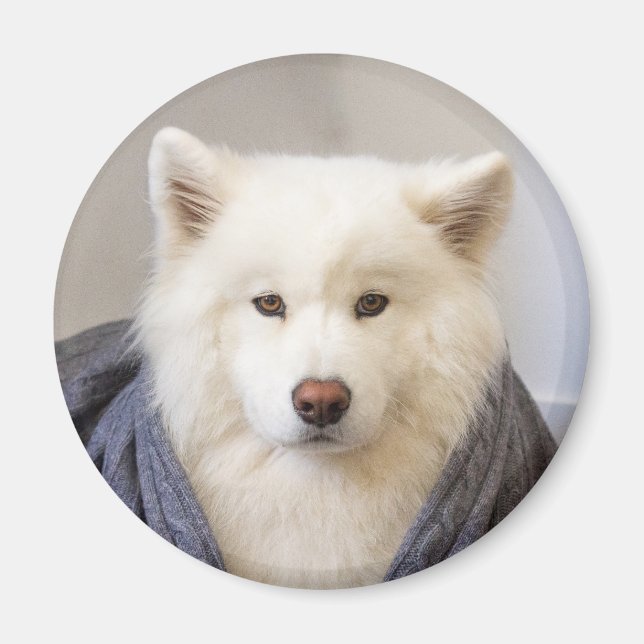 CRB Magnet - Mysigt björn (Framsidan)