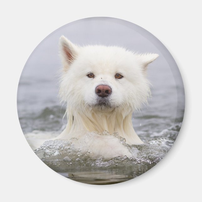 CRB Magnet - Polar Bear (Framsidan)