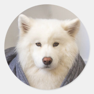 CRB - Mysigt björn Runt Klistermärke