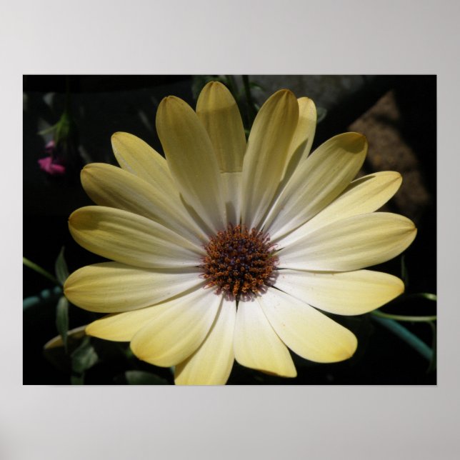 Cream African Rain Daisy Poster (Framsidan)