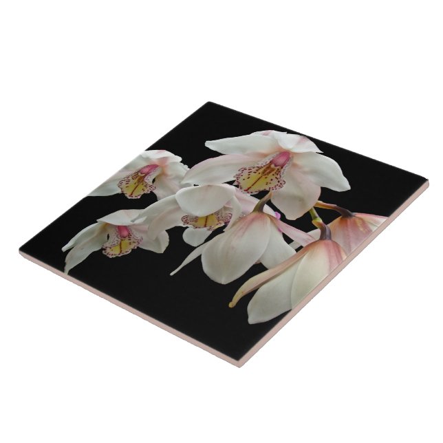 Cream and Rosa Orchids on Black Kakelplatta (Sidan)