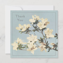 Cream Azalea Flowers Tack Kort