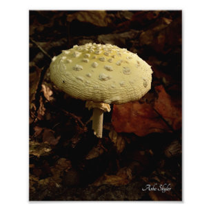 Cream Bowtie Fototryck