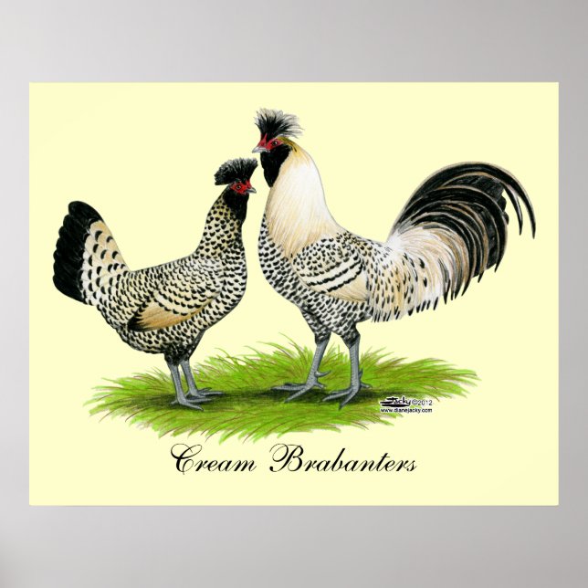 Cream Brabanter Chickens Poster (Framsidan)