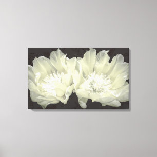 Cream Cactus Flowers Canvastryck