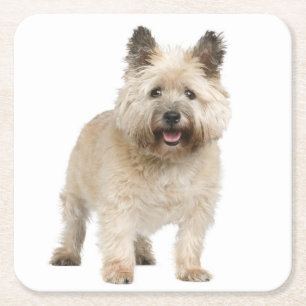 Cream Cairn Terrier Puppy Hund Kärlek Underlägg Papper Kvadrat
