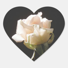 Cream-färg ro på mörkens bakgrund hjärtformat klistermärke
