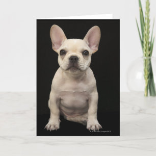 Cream färgad Fransk Bulldog-valp Kort