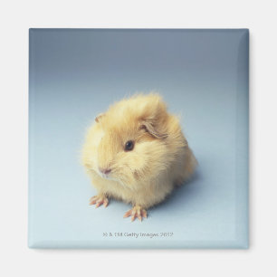 Cream färgad Guinea gris Magnet