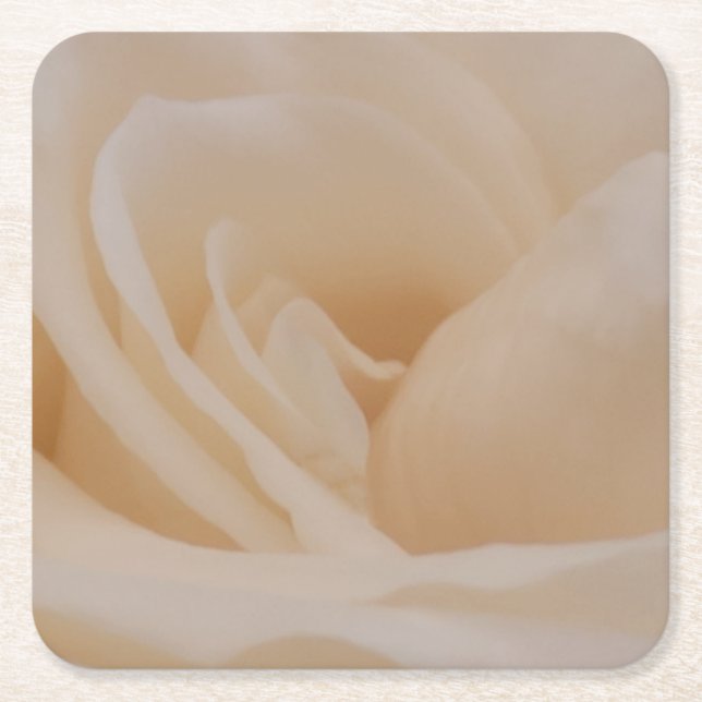 Cream Färgad Ro Closeup Underlägg Papper Kvadrat (Framsidan)