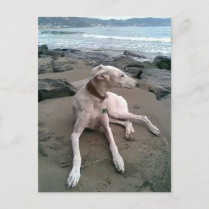 Cream Greyhound Puppy Hund Blank notecard Vykort