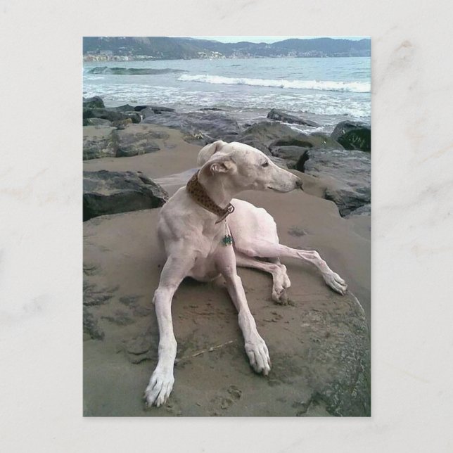 Cream Greyhound Puppy Hund Blank notecard Vykort (Framsida)