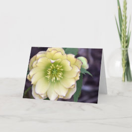 Cream Hellebore (Helleborus) Foto Kort